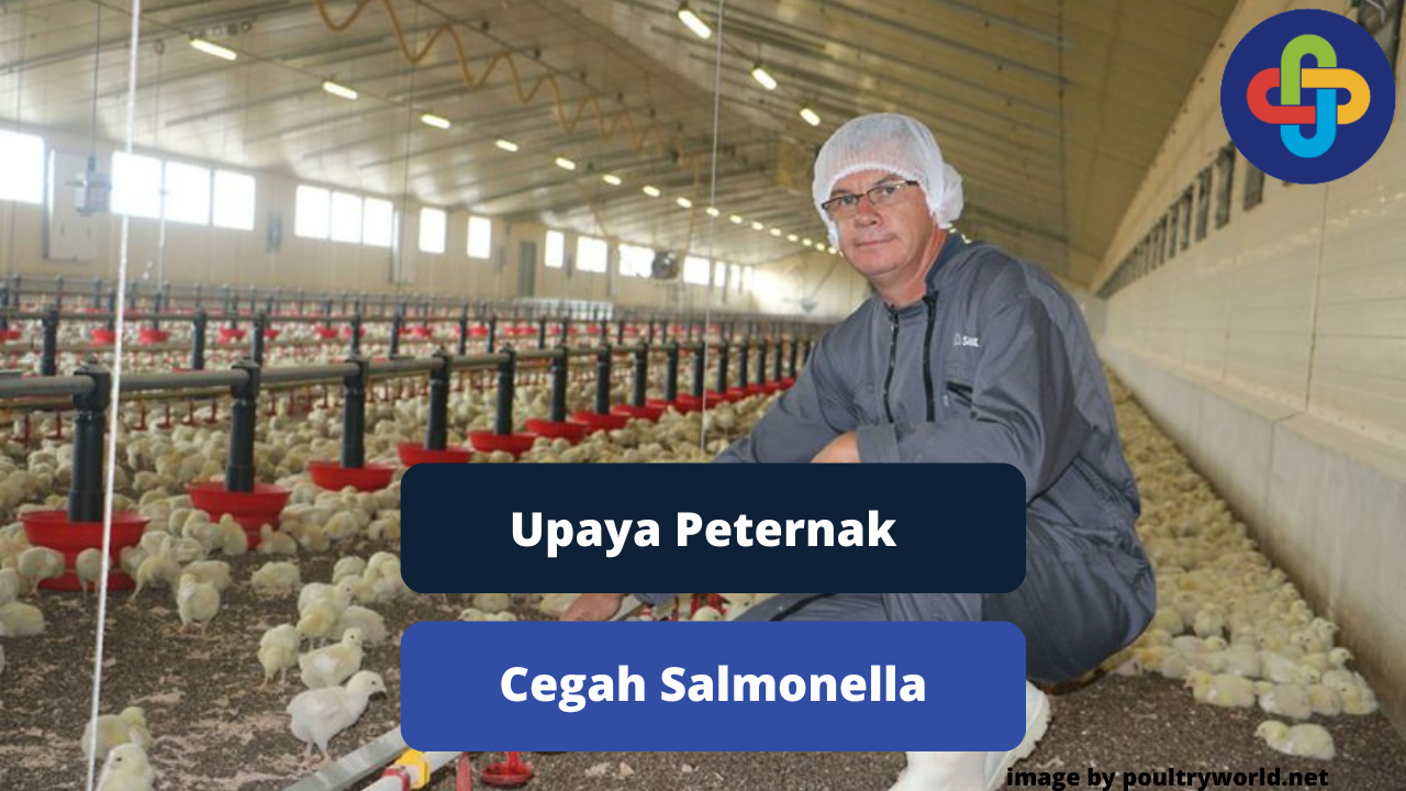 Upaya Peternak Untuk Mencegah Salmonella Daging Ayam